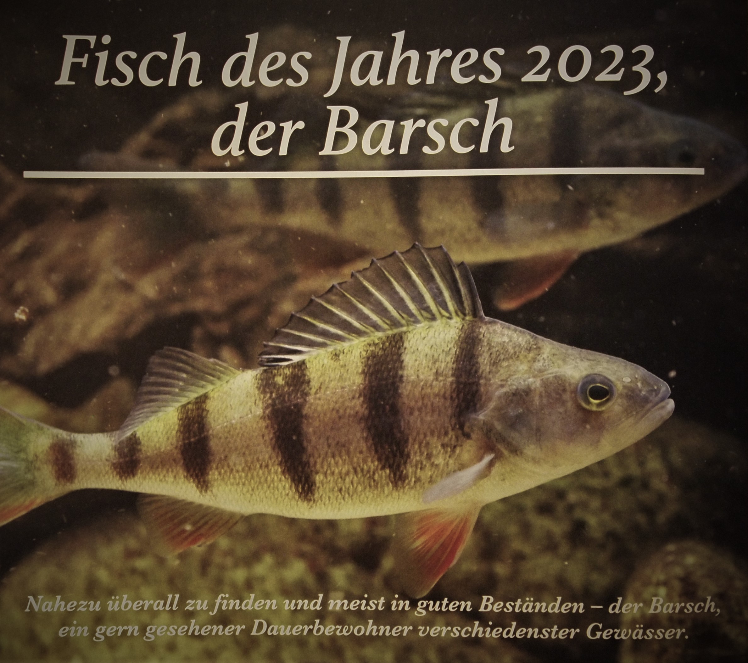 2022 Fisch des Jahres 2023