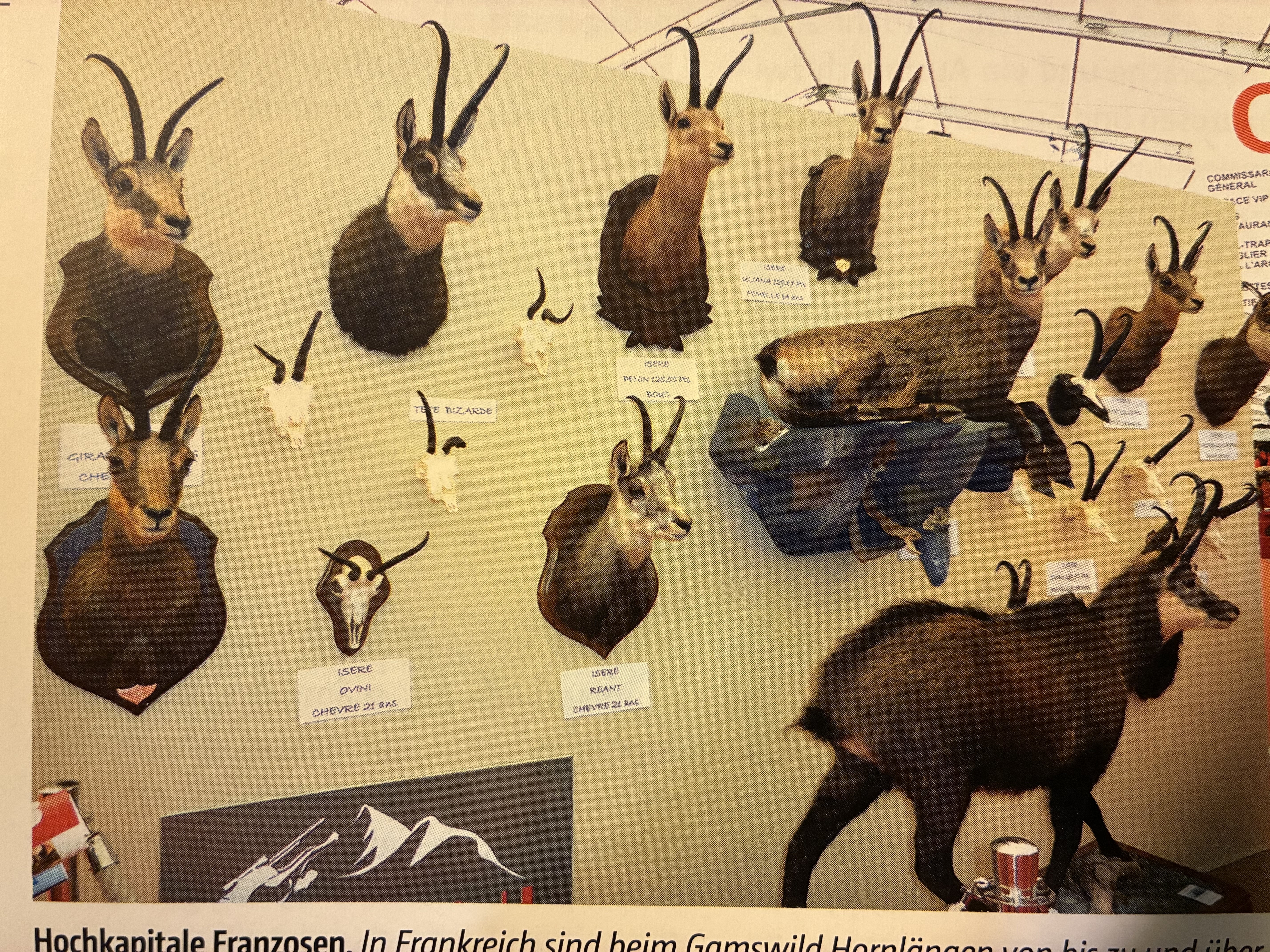 2025 Gamswild Vogesen