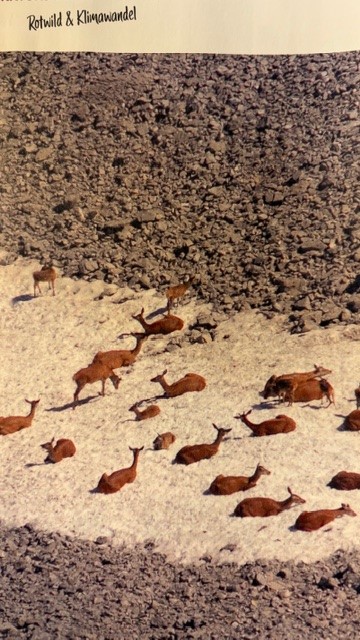 2025 Rotwild im Klimawandel