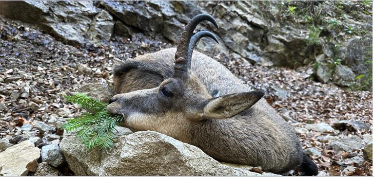 2026 Gamssymposium Kufstein