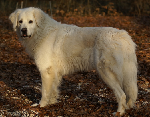 2026 Slowenischer Hirtenhund