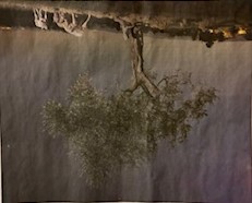 2026 neugierige Nachbarn