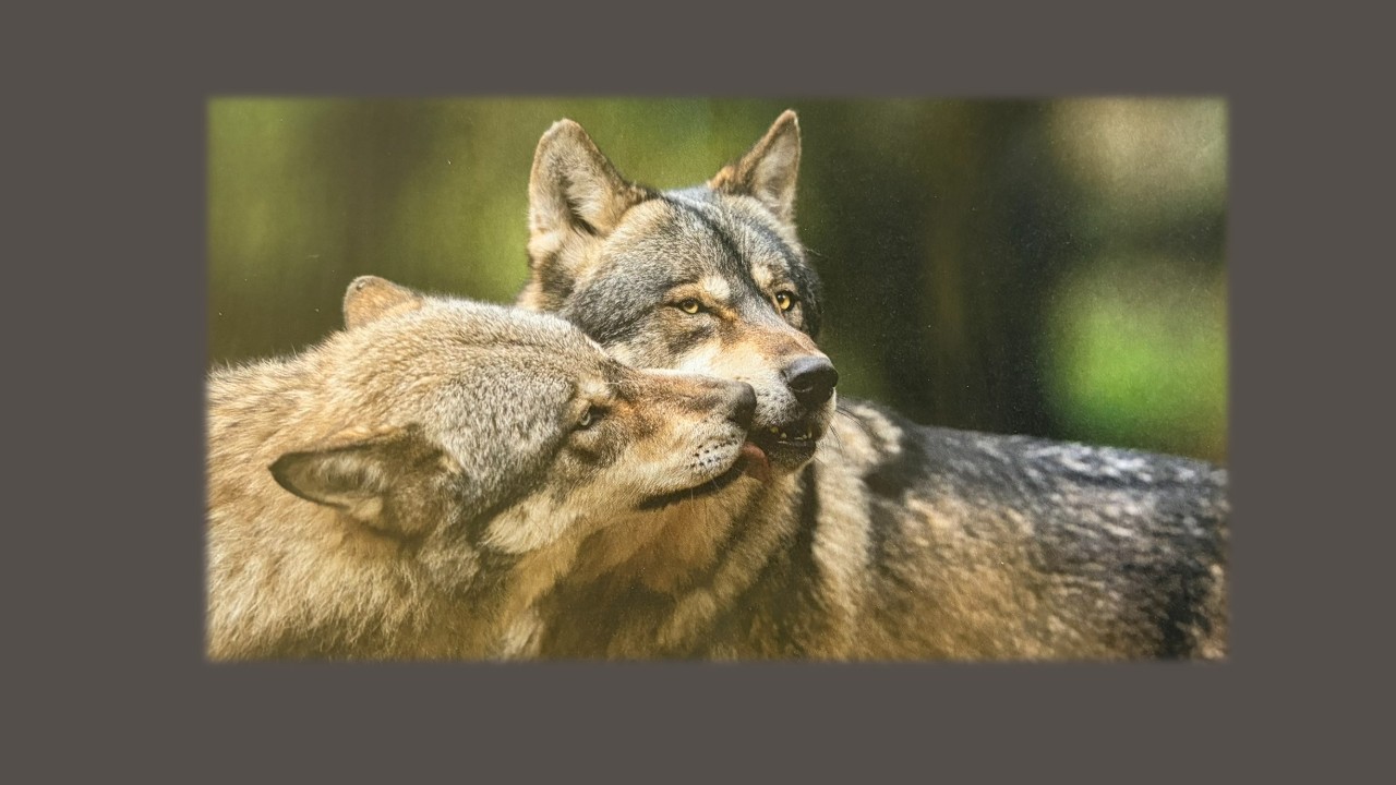 2026 Wolf Website