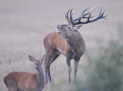 Jagern mit Ludwig Thoma  - Die Geschichte  des Rotwildes vor den Toren Tegernsees