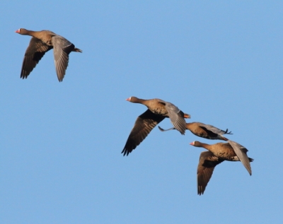 Todesfalle Ökostrom